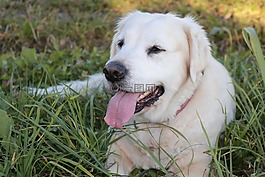 狗,動物,金毛獵犬