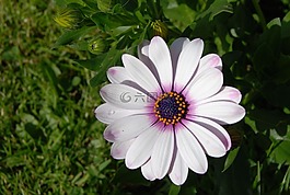 osteospermum,非洲,雏菊