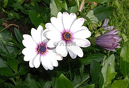 osteospermum,非洲,雏菊