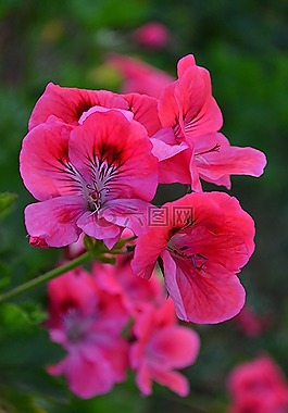 粉紅色的花朵,花園,思維