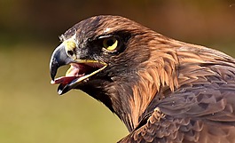 阿德勒,猛禽,鷙鳥