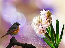 風(fēng)信子,花,開(kāi)花