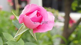 玫瑰,粉色,在初夏
