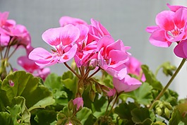 粉紅色的花朵,陽(yáng)臺(tái),裝飾