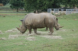 犀牛,動(dòng)物,野生動(dòng)物園