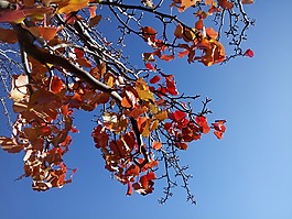 紅葉,秋,藍色的天空