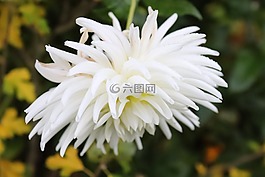 嬌琴紗,開花,白