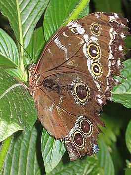 蝴蝶,動物,昆蟲
