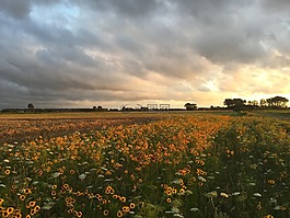 花木場,夏天,新西蘭