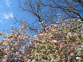 玉蘭,春天,空氣