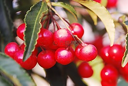 漿果,紅色,水果