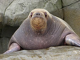 海象,巴特,動(dòng)物園