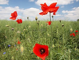 罌粟,klatschmohn,夏季
