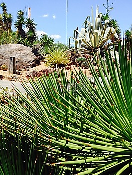 花园,植物,仙人掌