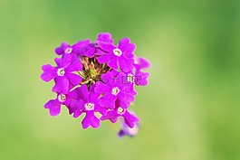 鮮花,丁香,紫羅蘭色