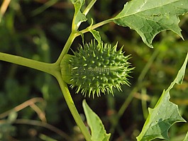 廠,帶動,秋季