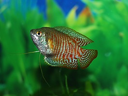 魚,坦克,水下
