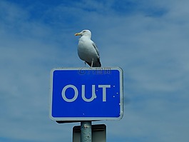海鷗,鳥,藍(lán)色