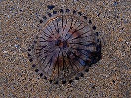 水母,海灘,沙