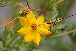 黃色花,花園,黃色