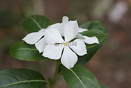 花卉,花園,植物學家