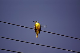 鳥,電線,野生動物