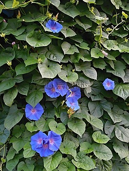 牽?；?藍(lán)色的花,夏天花