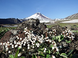 火山avachinsky,夏季,鲜花