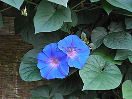 牽牛花,藍(lán)色的花,夏天花