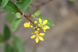 花卉,花園,黃色
