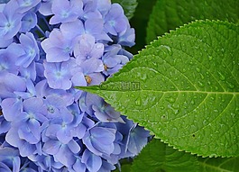 花,花的,自然