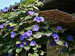牽?；?藍(lán)色的花,夏天花