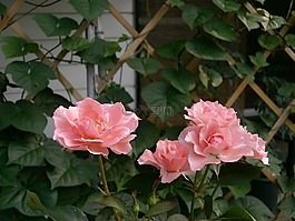 玫瑰,粉紅色的花,玫瑰花園