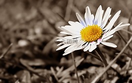 雛菊,草地,關(guān)閉