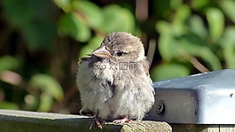 麻雀,斯珀林,幼鳥(niǎo)