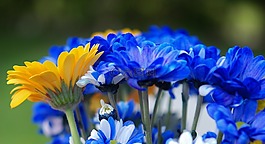 花,花的,自然