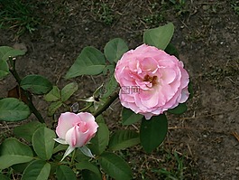 玫瑰,粉紅色的花,玫瑰花園