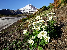 火山avachinsky,夏季,鲜花