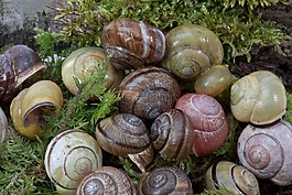 蜗牛壳,arianta arbustorum,schalenweichtiere