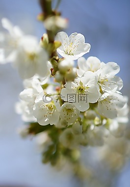 蘋果樹,花,春天