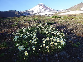 火山avachinsky,夏季,鲜花