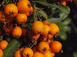 山楂,水果,漿果