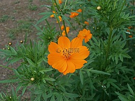 硫磺菌原宇宙,宇宙,橙花