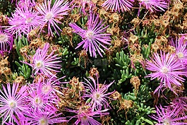 野生的增长,鲜花,厂