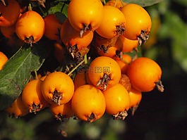 山楂,水果,漿果