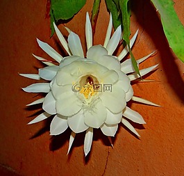 兰花的仙人掌,花的,植物