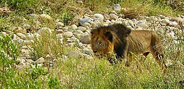 獅子,捕食,動物世界