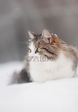 猫,tomcat的,毛茸茸