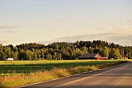 森林,路,夏天