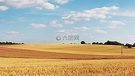 麥田,字段,小麥